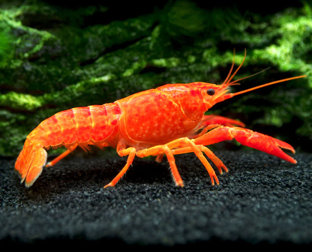 Neon_Red_Crayfish_1_1024x1024