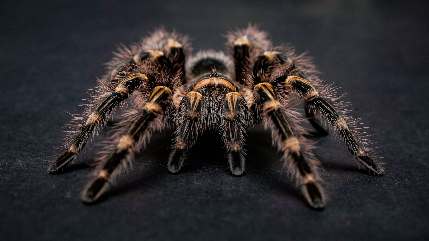 Nhện đầu gối vàng Chaco Golden Knee Tarantula - Aquarium Library