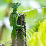 Giới thiệu Thằn Lằn Cảnh Green Basilisk